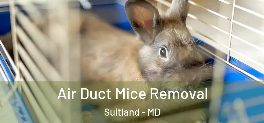  Air Duct Mice Removal Suitland - MD